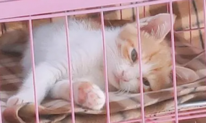 猫咪喜欢在笼子睡觉吗