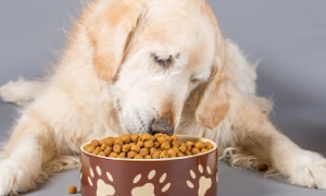 狗狗吃猫粮为什么不拉稀