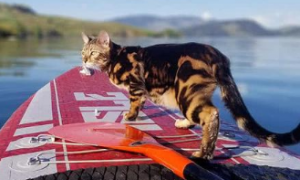 猫咪为什么用手脚划船