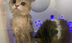 猫咪洗澡可以用人的沐浴露吗