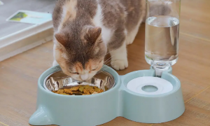 猫跟狗能不能用一个碗