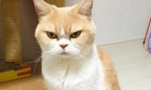 猫咪生气会皱眉吗
