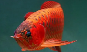 中国最贵红龙鱼7000万