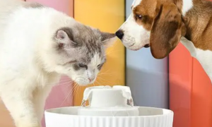 猫狗可以用一个碗喝水吗