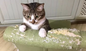 怎么防止猫挠沙发挠家居