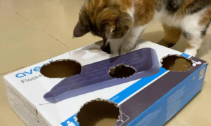 怎么给猫做玩具的简单方法