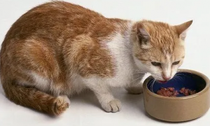 猫咪产后吃什么能补身体？