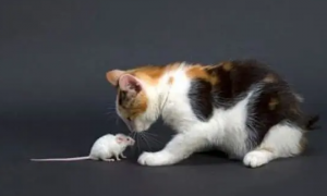 猫咪吃过老鼠药，该怎么办呢？