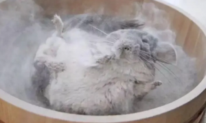 龙猫生产完多久可以洗澡