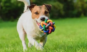 为什么狗狗咬着玩具叫