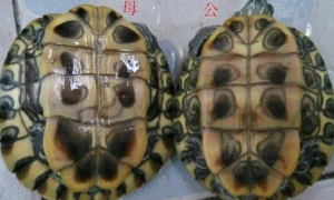 怎么辨别巴西龟的公母？