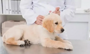狗狗疫苗过敏什么时候发作症状