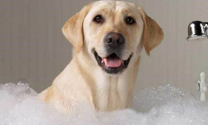 宠物狗能给它洗澡吗