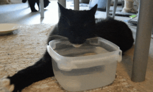 猫喝自来水会怎么样有没有事啊