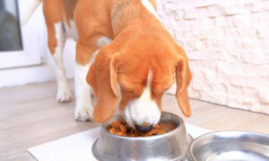 狗狗吃太多会怎么样呢