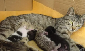 母猫怀孕多少天下奶