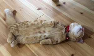 为什么猫咪突然到地板睡觉