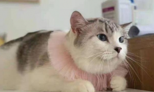 折尾猫可以繁育吗