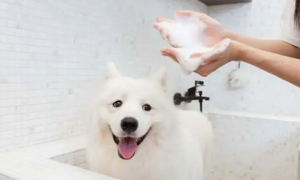 给宠物洗澡用什么洗