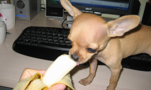 小狗能吃香蕉么？