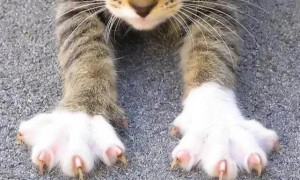 猫的爪子是怎么样的啊