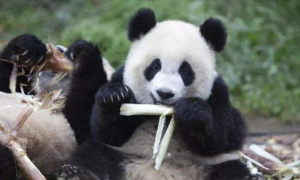 大熊猫吃什么食物？