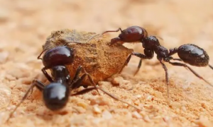 蚂蚁的外形特征知识简介