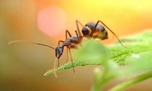 菜地蚂蚁怎么能彻底消灭掉