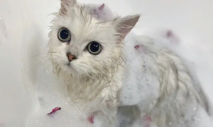 猫咪洗澡用什么沐浴露好