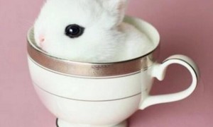 茶杯兔真的长不大吗