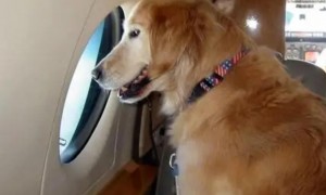 狗狗坐飞机为什么托运