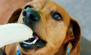 狗狗能不能吃香蕉呢