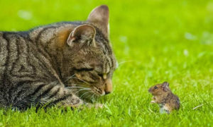 为什么猫咪怕老鼠虫子