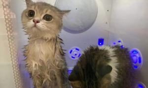 宠物猫洗澡一般多少钱