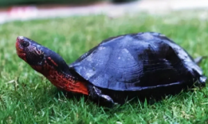 黑颈龟怎么分辨纯不纯