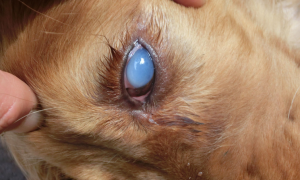 小狗的眼球有点泛白是怎么回事啊