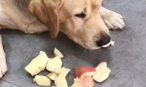 狗狗为什么吃苹果会吐