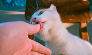 小猫感染猫癣要治疗多长时间？