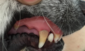 狗狗牙齿很红是为什么原因