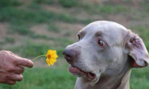 为什么狗狗老舔菊花