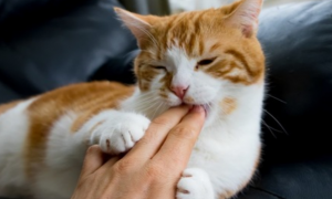 猫咪为什么轻轻咬手指