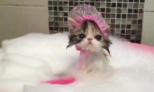 宠物猫洗澡用什么洗