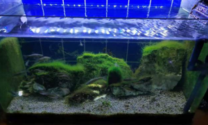 鱼缸长褐藻怎么清除呢？