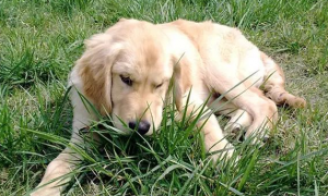 狗狗为什么喜欢吃草和石头