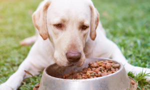 为什么狗狗吃东西很急