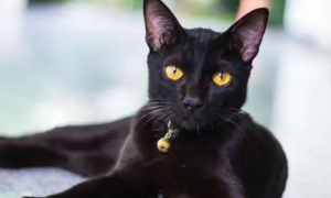 孟买猫和黑猫的区别图片