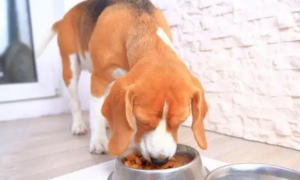 狗狗为什么特别能吃