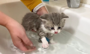 怎么自己给猫咪洗澡