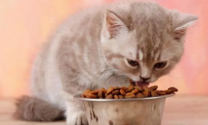 猫粮如何混合喂猫狗粮呢