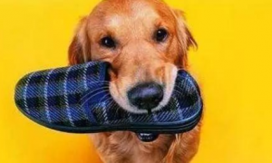 狗狗喜欢叼鞋子是为什么呢